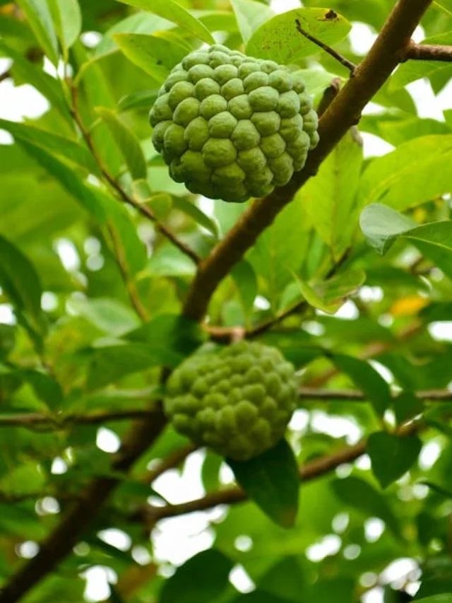 7 Amazing health benefits of eating custard apple