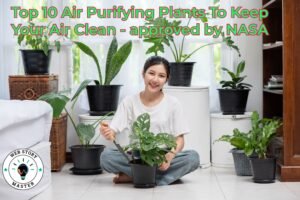 Top 10 Air Purifying Plants To Keep Your Air Clean - approved by NASA