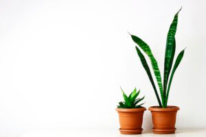 Top 10 Indoor Plants That Will Help Keep Your Home Cool