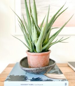 Top 10 Indoor Plants That Will Help Keep Your Home Cool