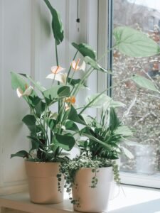 Peace Lily  Top 10 Indoor Plants That Will Help Keep Your Home Cool